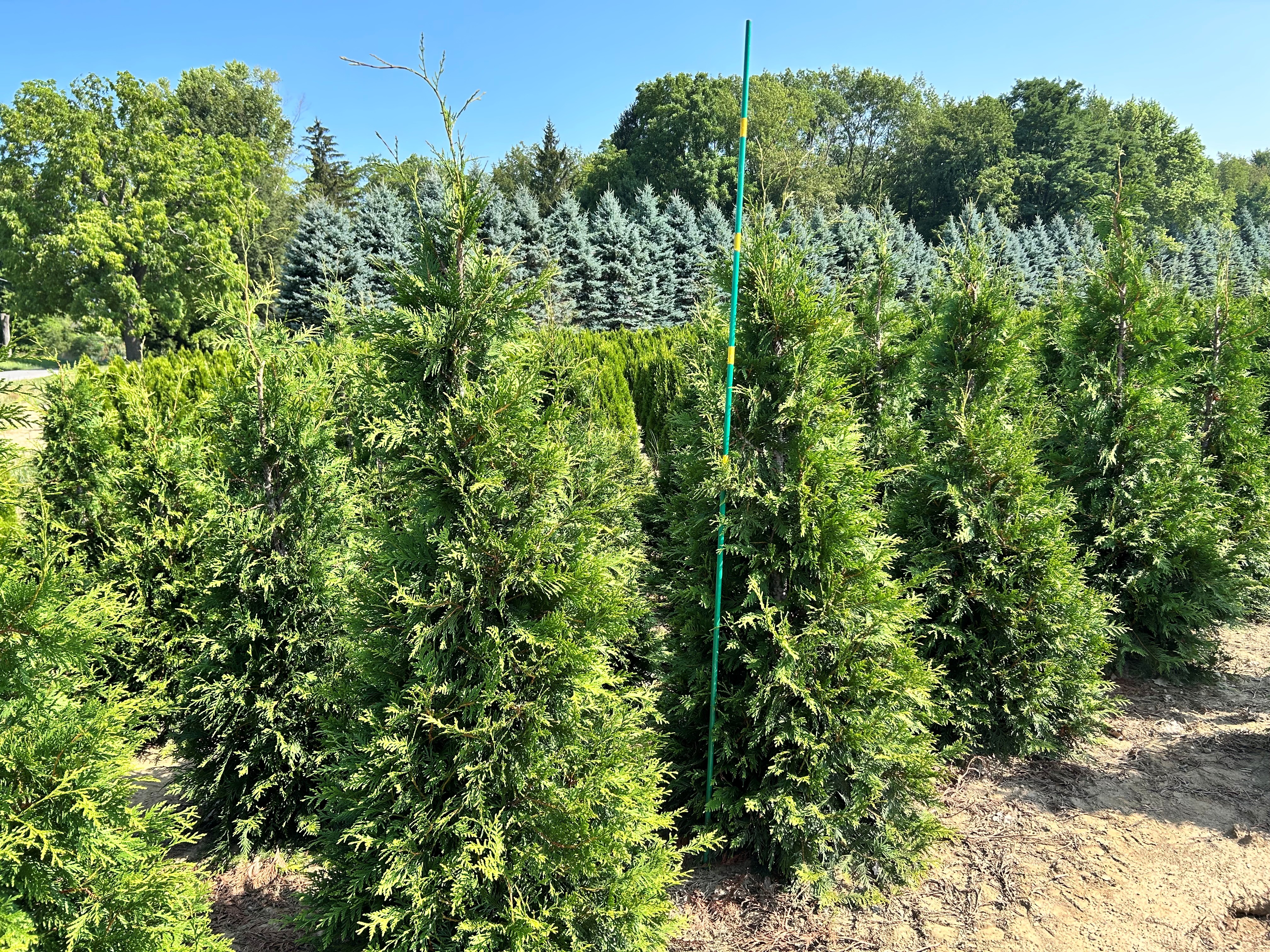 Thuja Green Giant 5ft 8 11 25