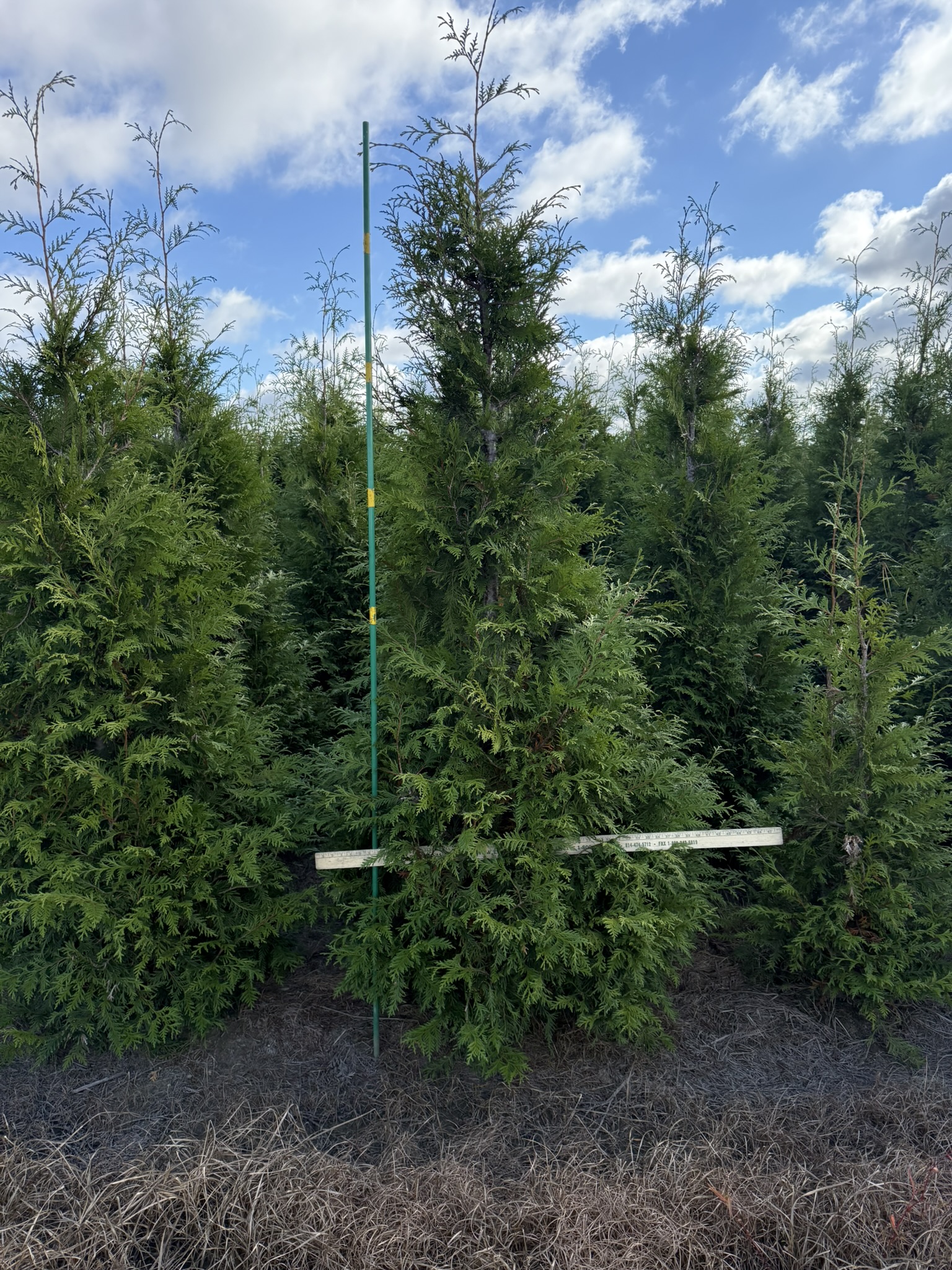 Thuja Green Giant 7ft 10 15 25