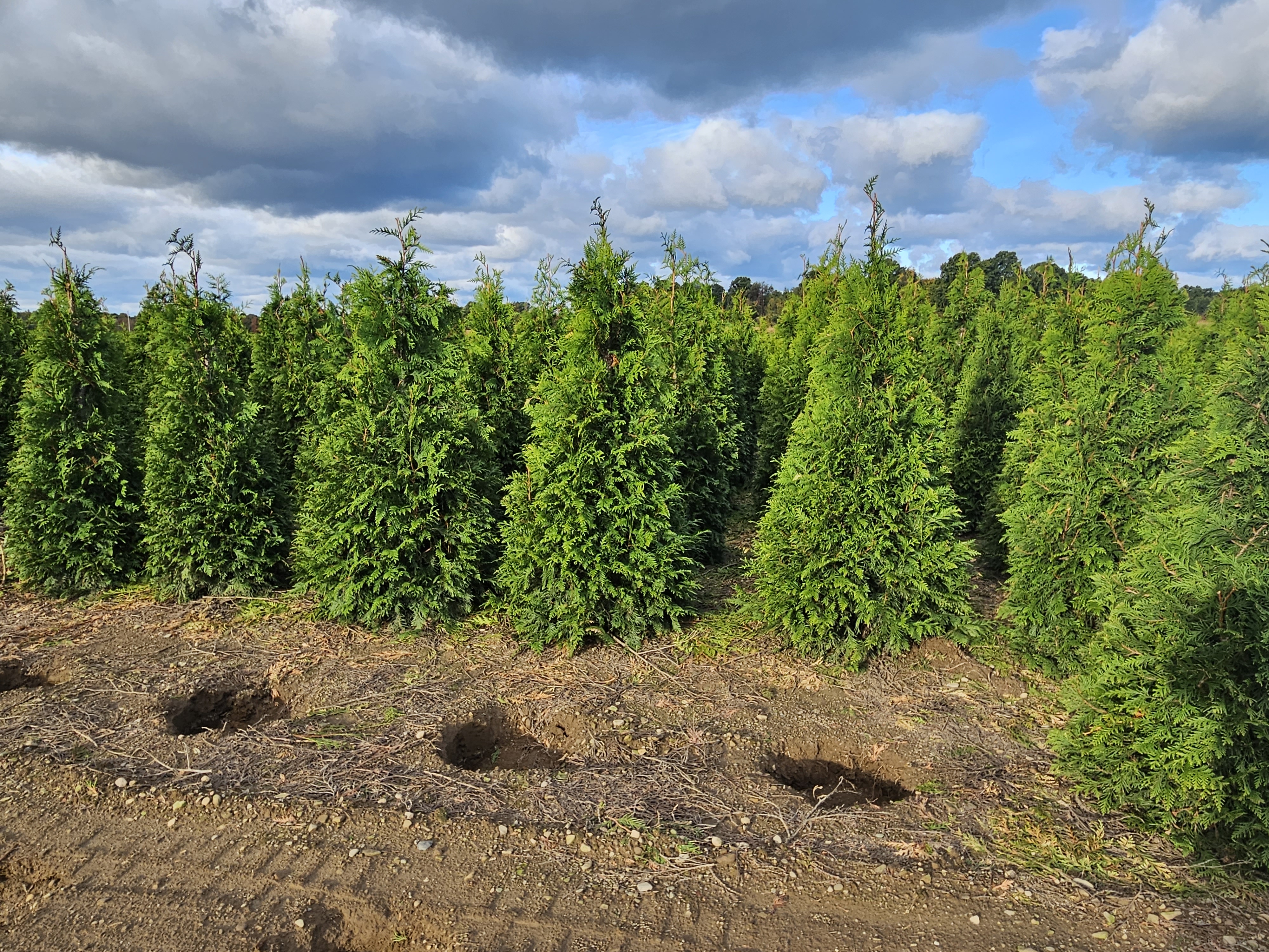 Thuja Green Giant Trimmed Fall 2023 2