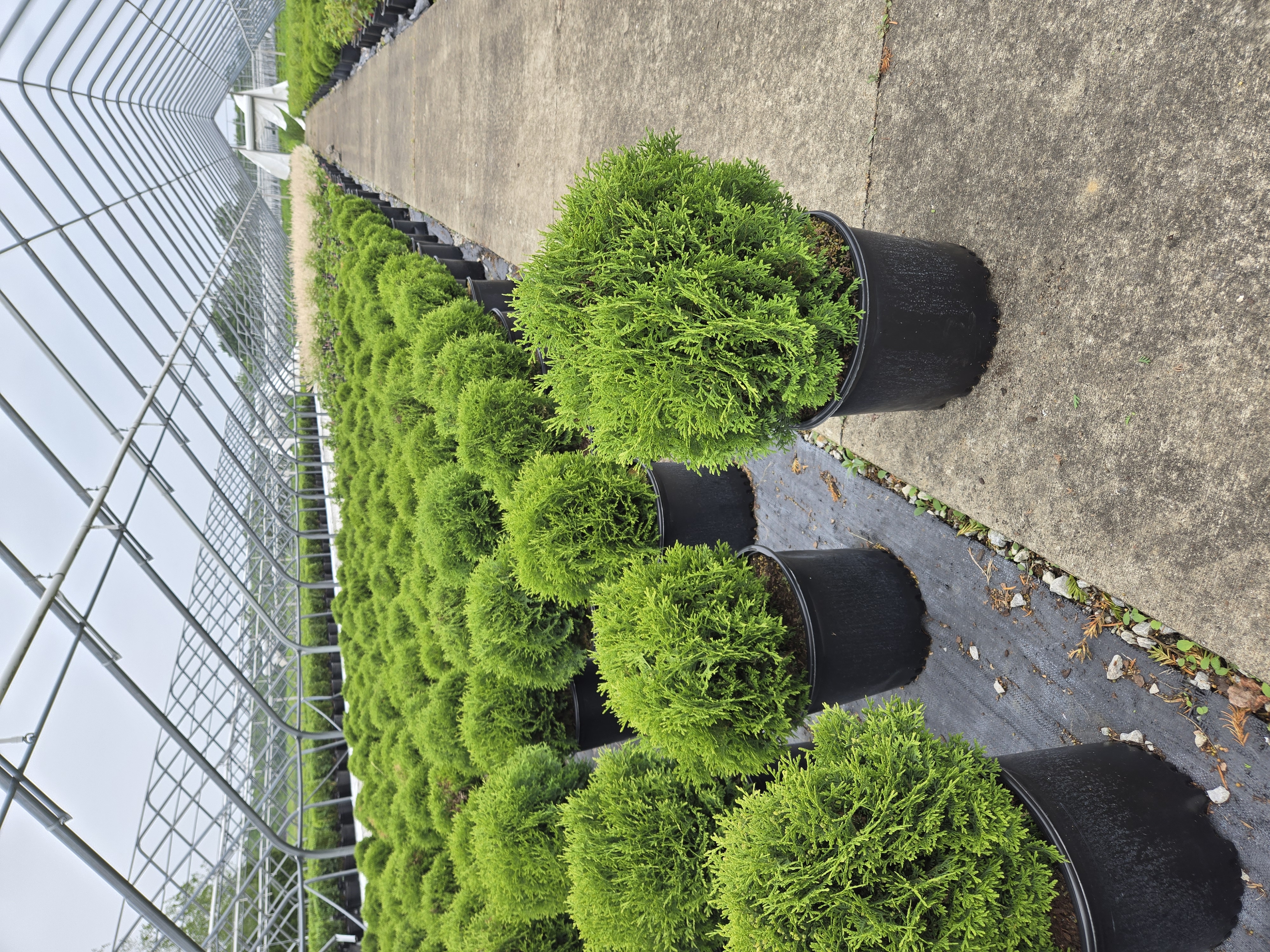 Thuja Hetz Midget 3g 2 6 5 25