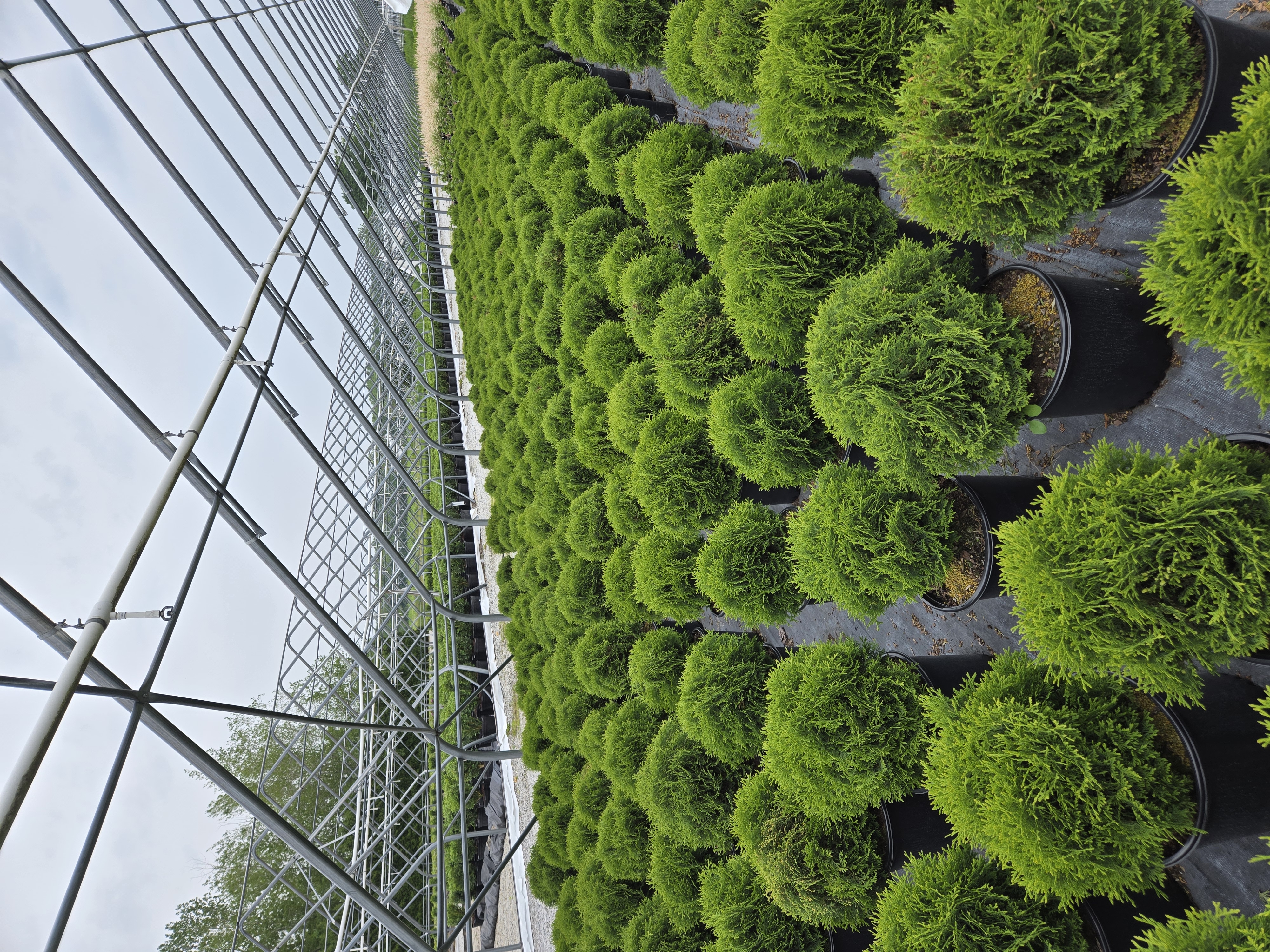 Thuja Hetz Midget 3g 3 6 5 25