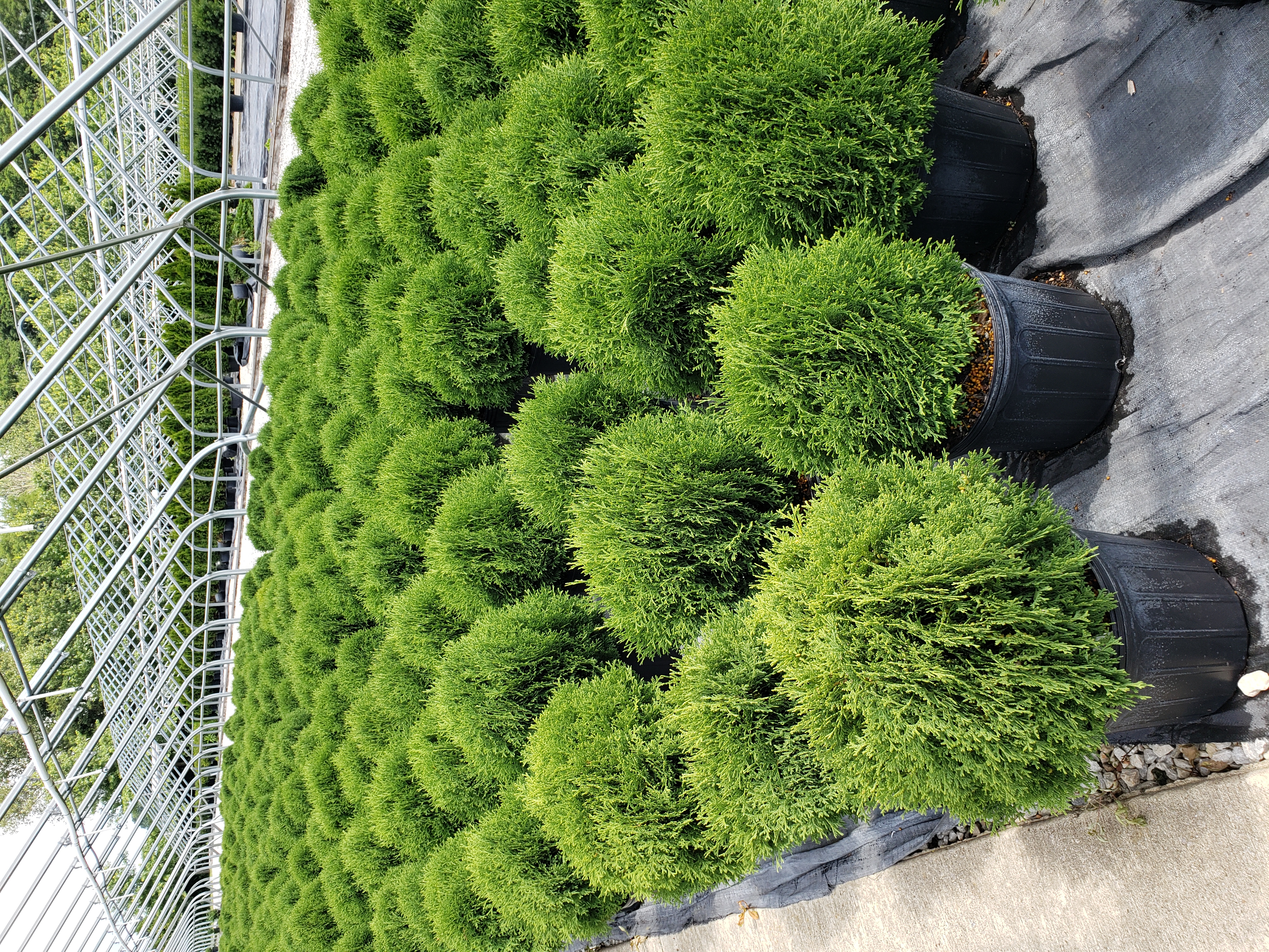 Thuja Hetz Midget 3g 7 28 22