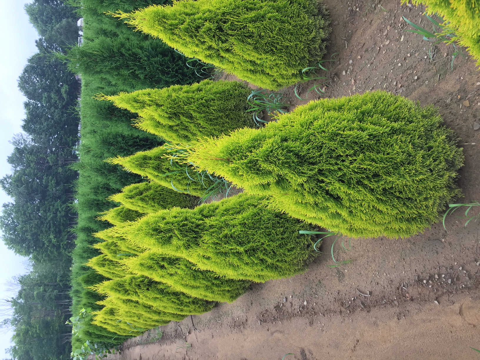 Thuja Janed Gold 4ft Kolar rows 7 17