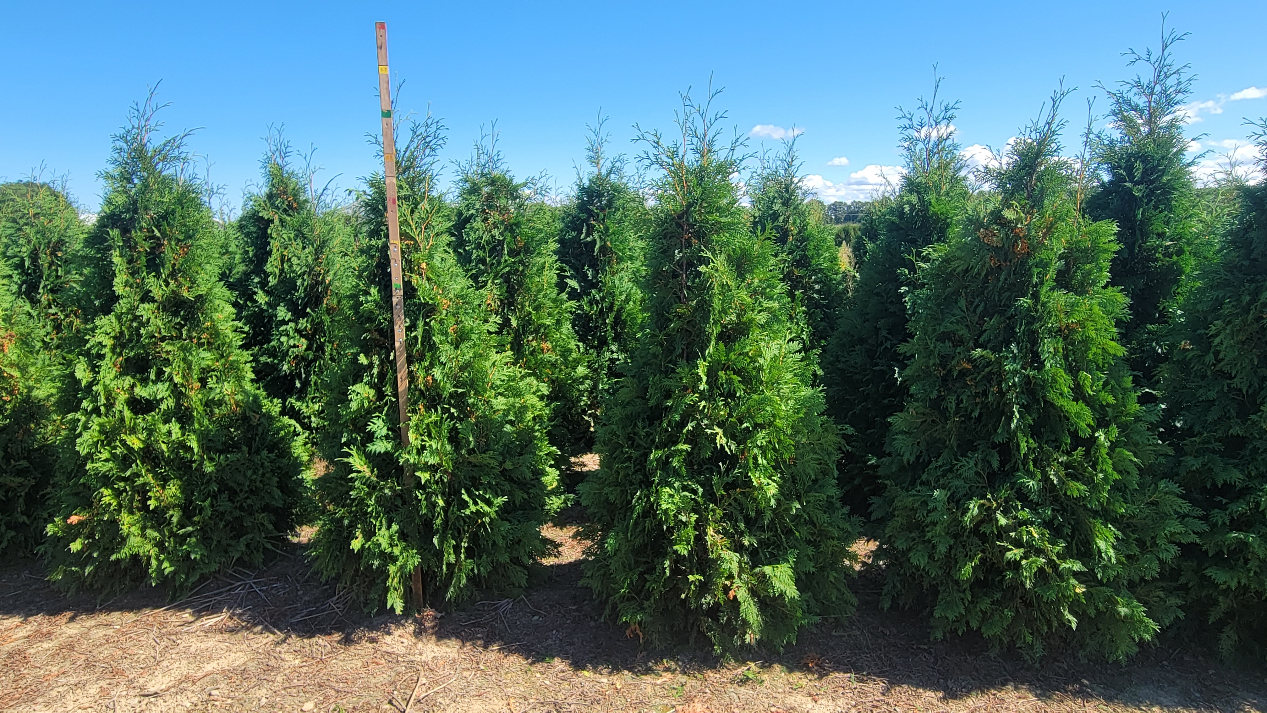 Thuja Nigra 5ft 9 14 23