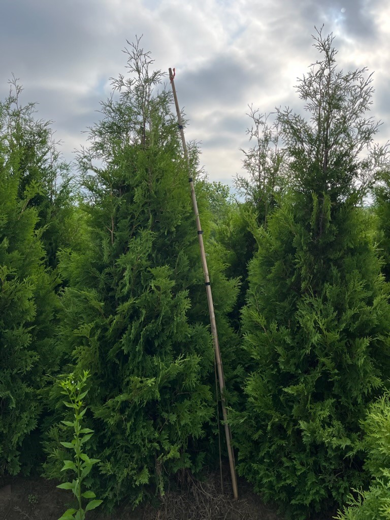Thuja Nigra 7ft 5 30 24