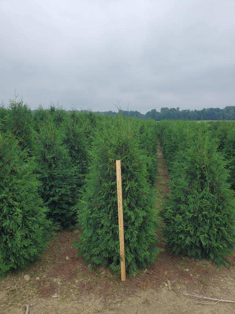 Thuja Techny 4ft 2 8 21 23