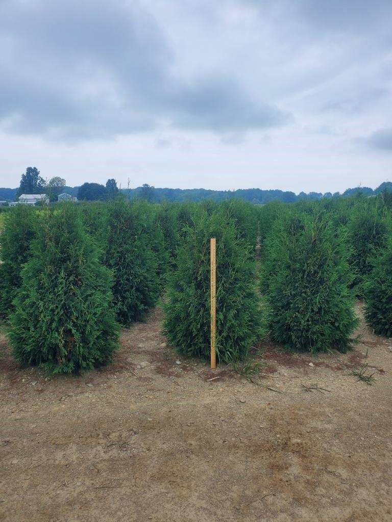 Thuja Techny 4ft 8 21 23