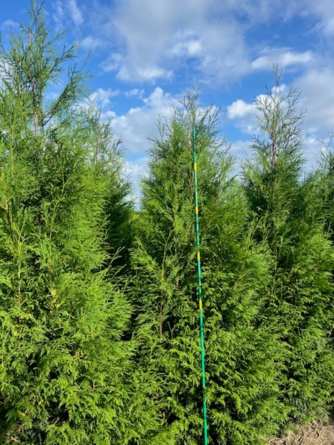 Thuja Wintergreen 8ft 2 7 18 24