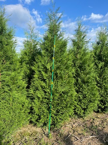 Thuja Wintergreen 8ft 7 18 24
