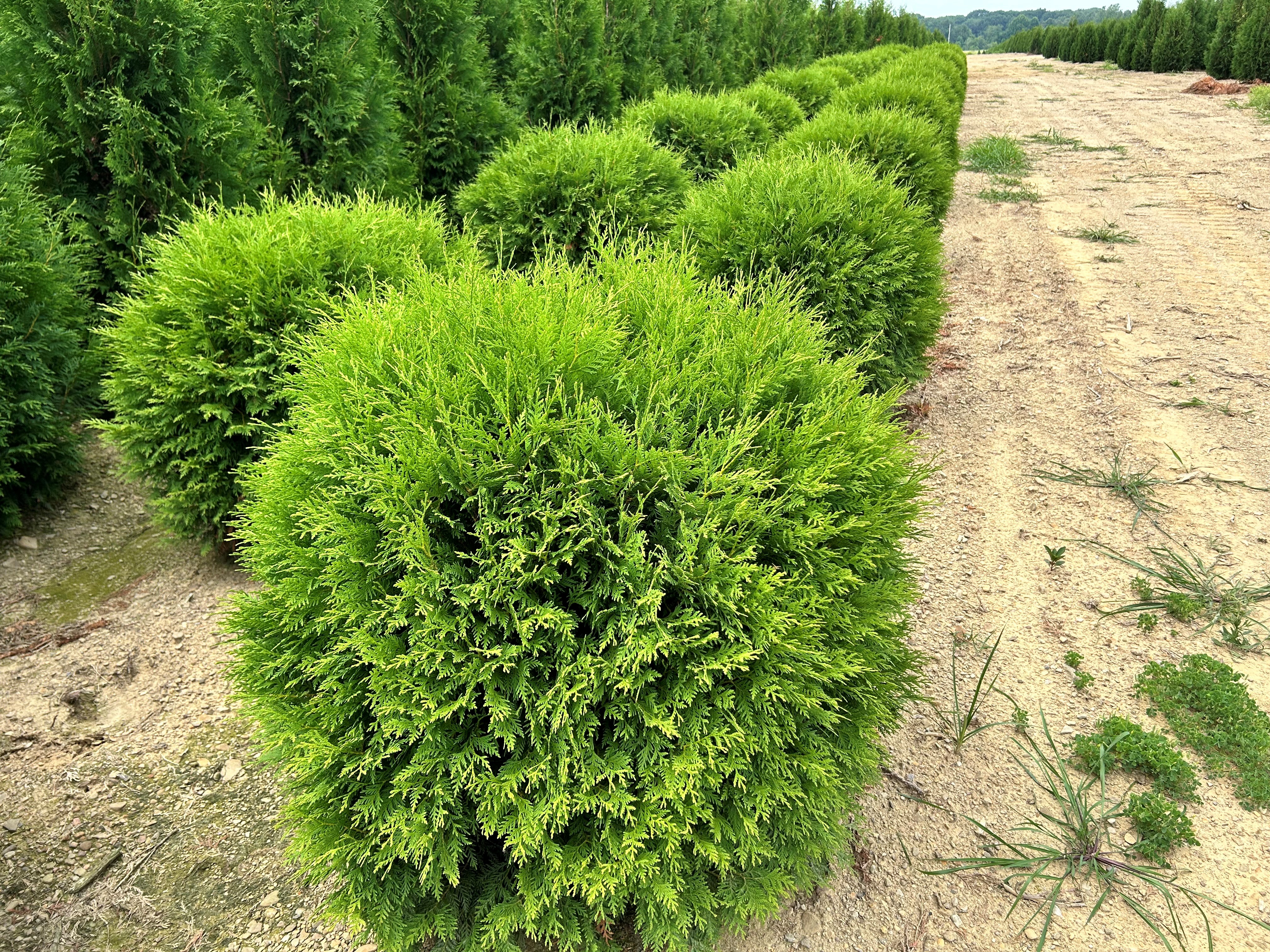 Thuja Woodwardi 3ft 7 11 24