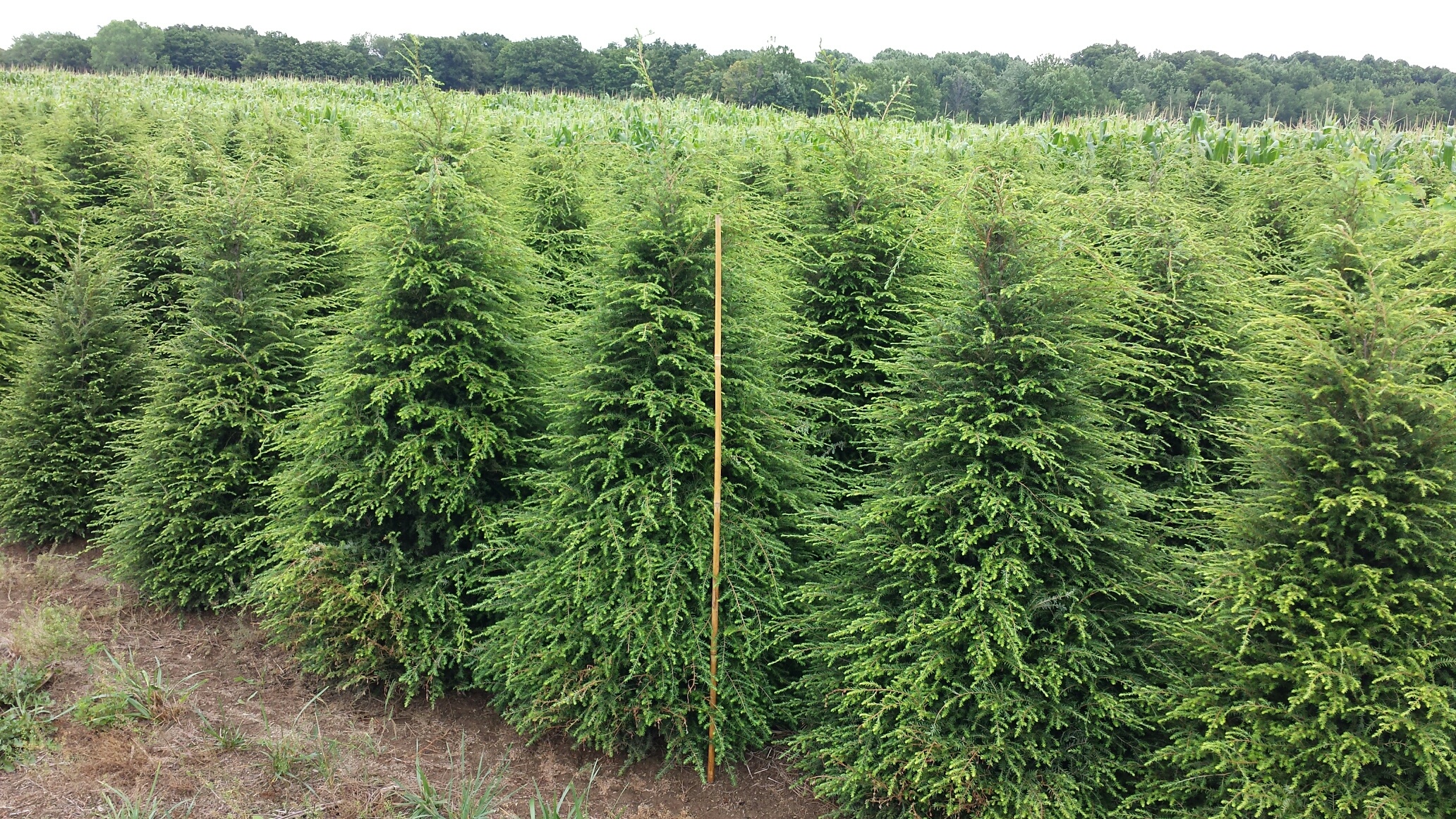 Tsuga Hemlock 6ft Teller 10 15