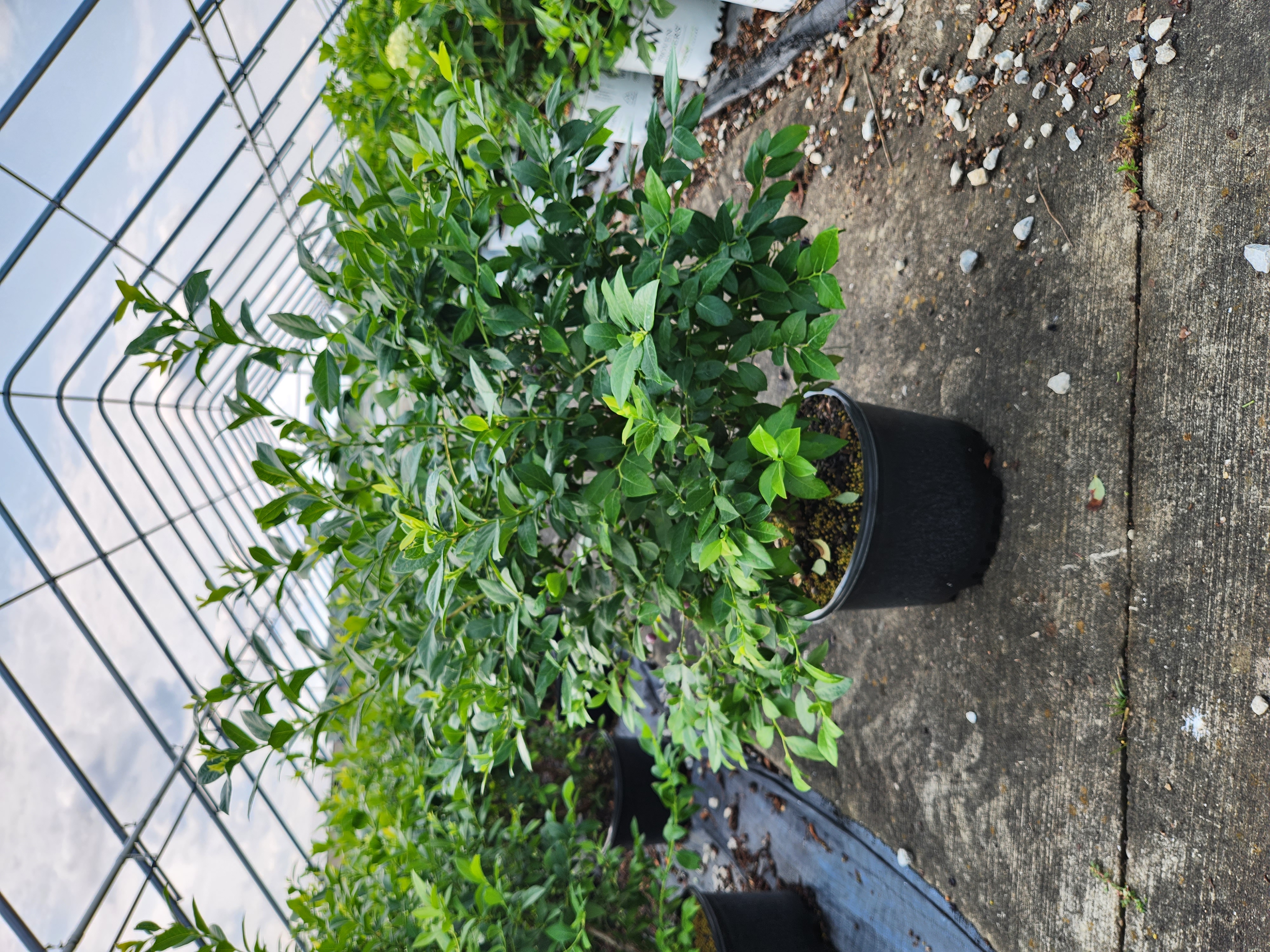 Vaccinium Legacy 8 5 24