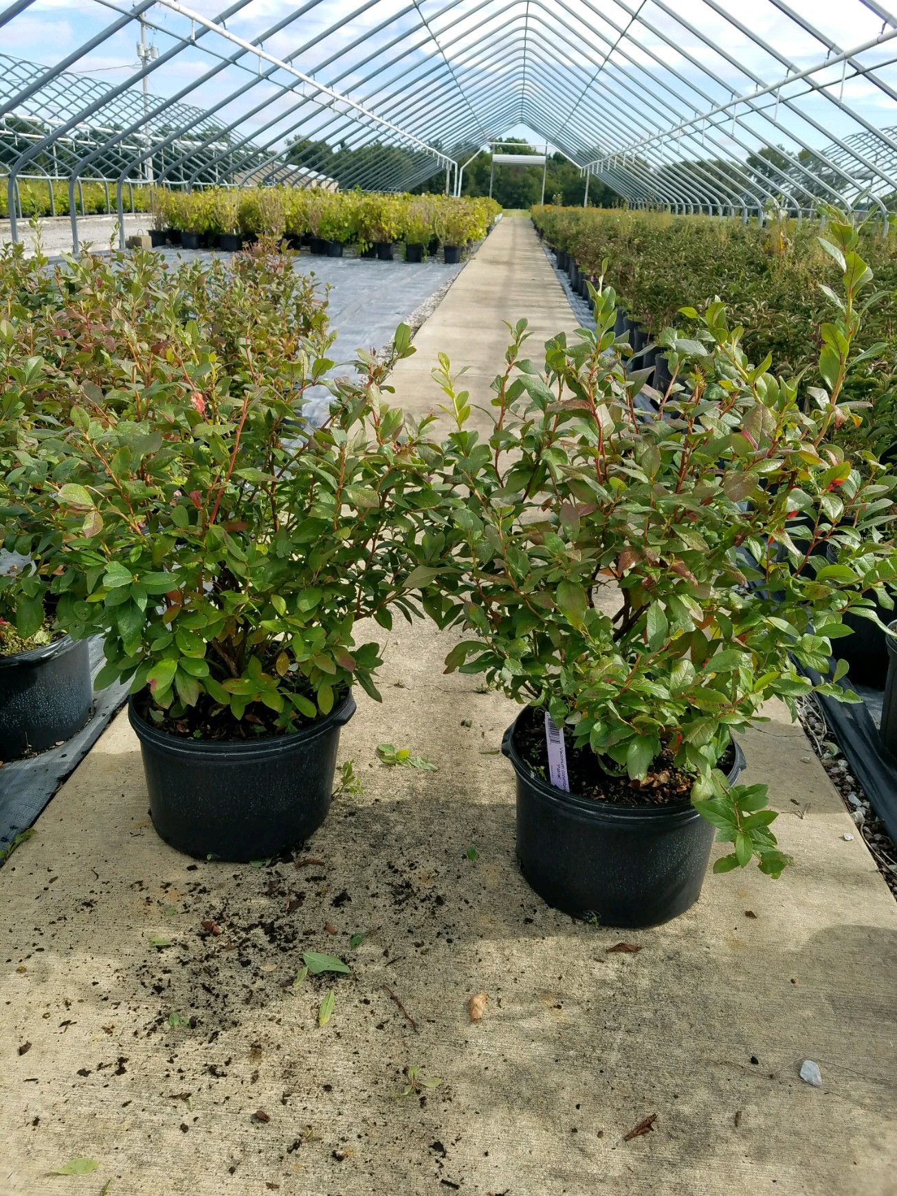 Vaccinum Patriot 3g 9 24 18