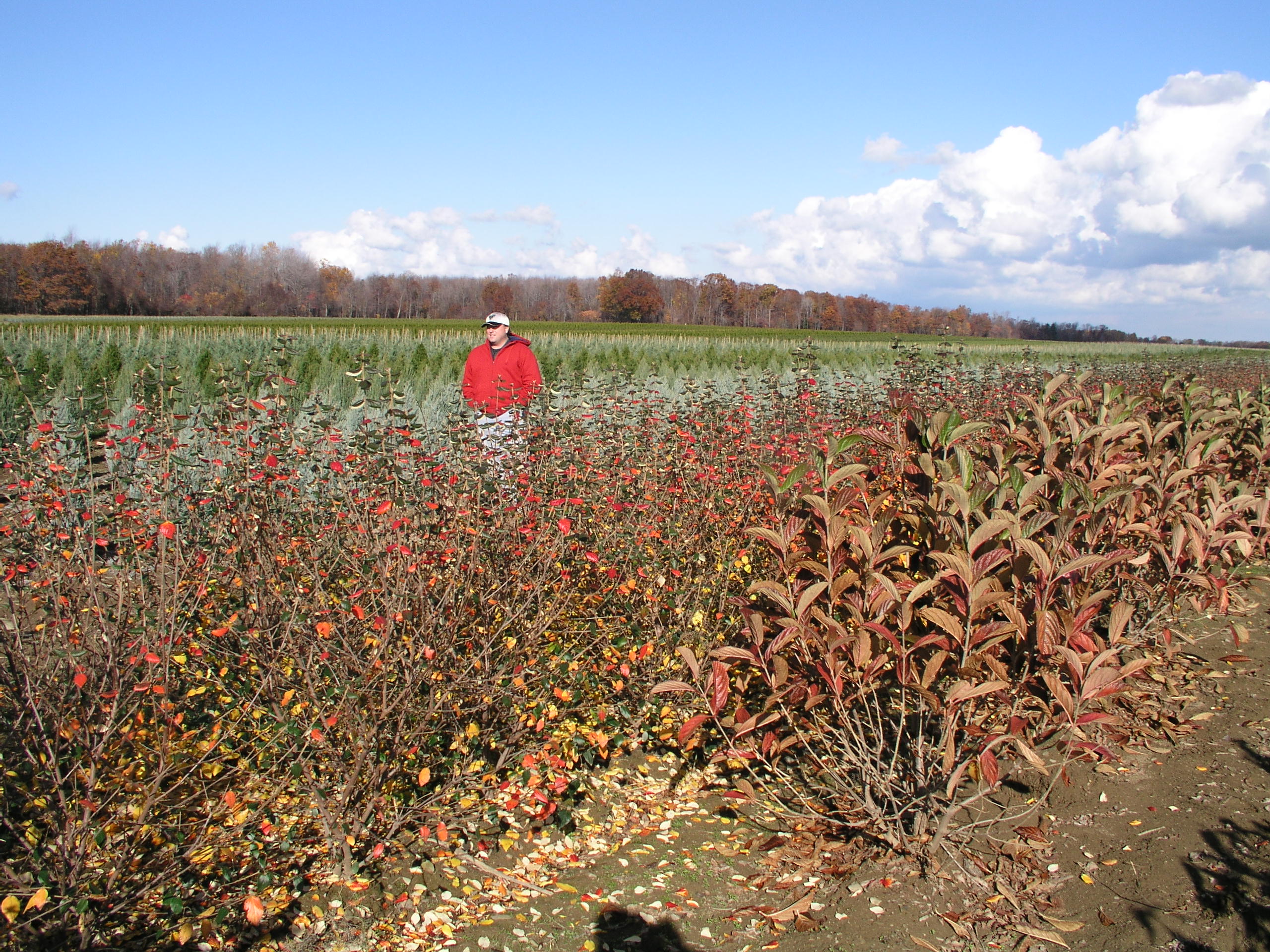 Vib Burkwoodi fall color 2