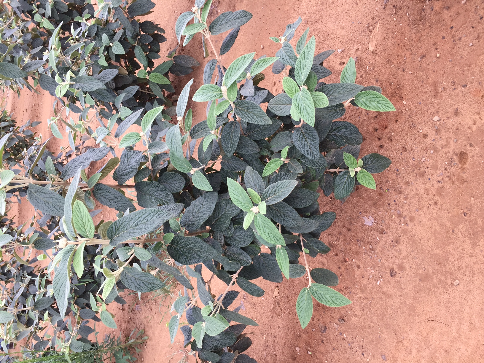 Viburnum Allegheny 2ft 7 17