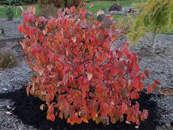 Viburnum American Spice