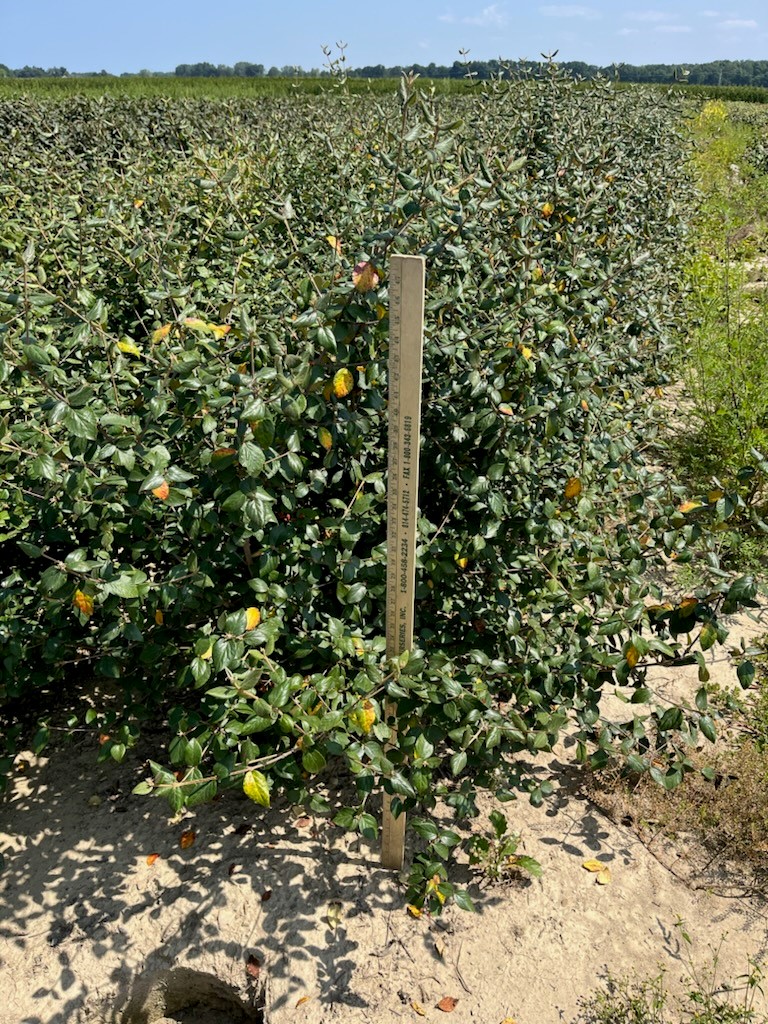 Viburnum Burkwoodi 3ft 8 15 24