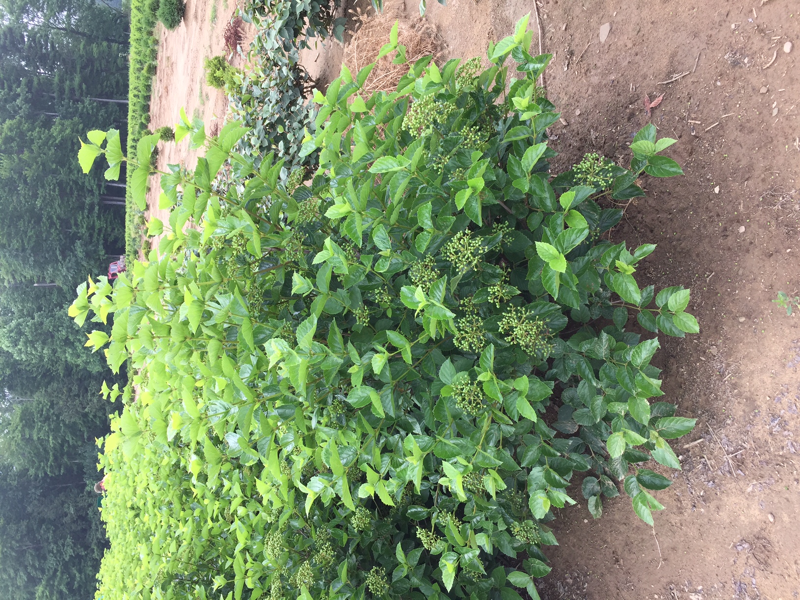 Viburnum Chicago Lustre 3ft Hall SW 7 17