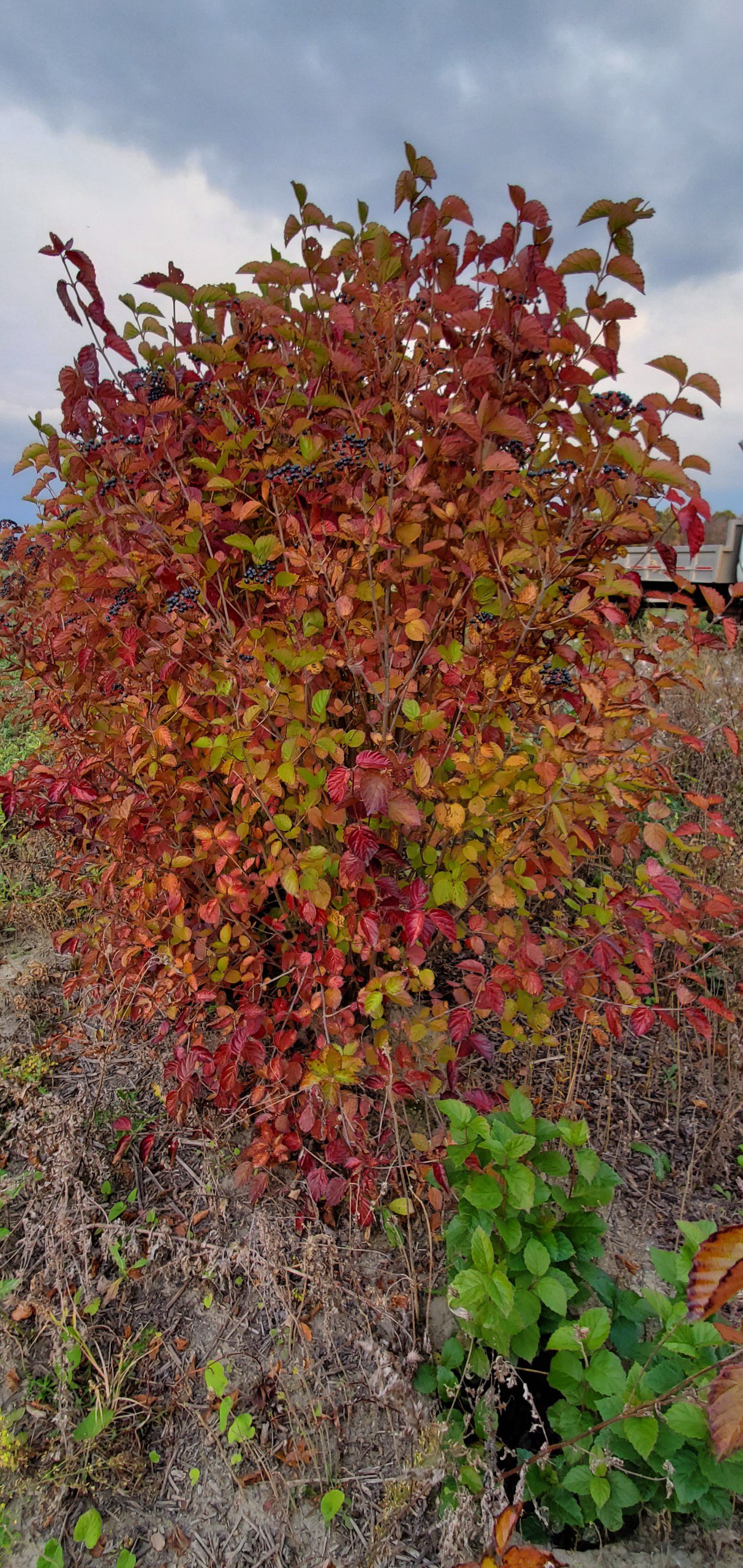 Viburnum Chicago Lustre 5ft 10 30 24