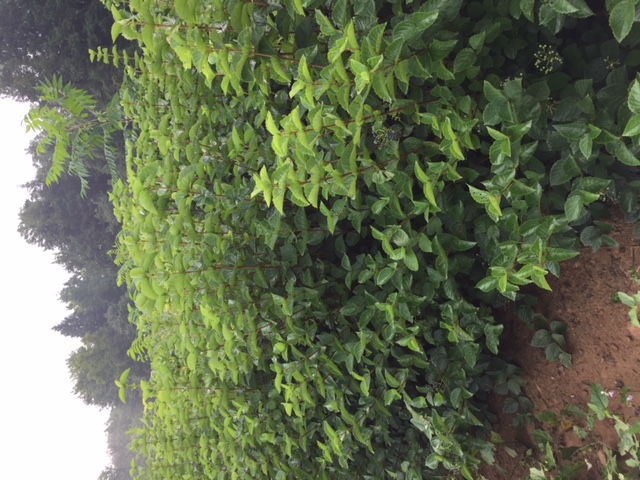 Viburnum Chicago Lustre v2 8 18