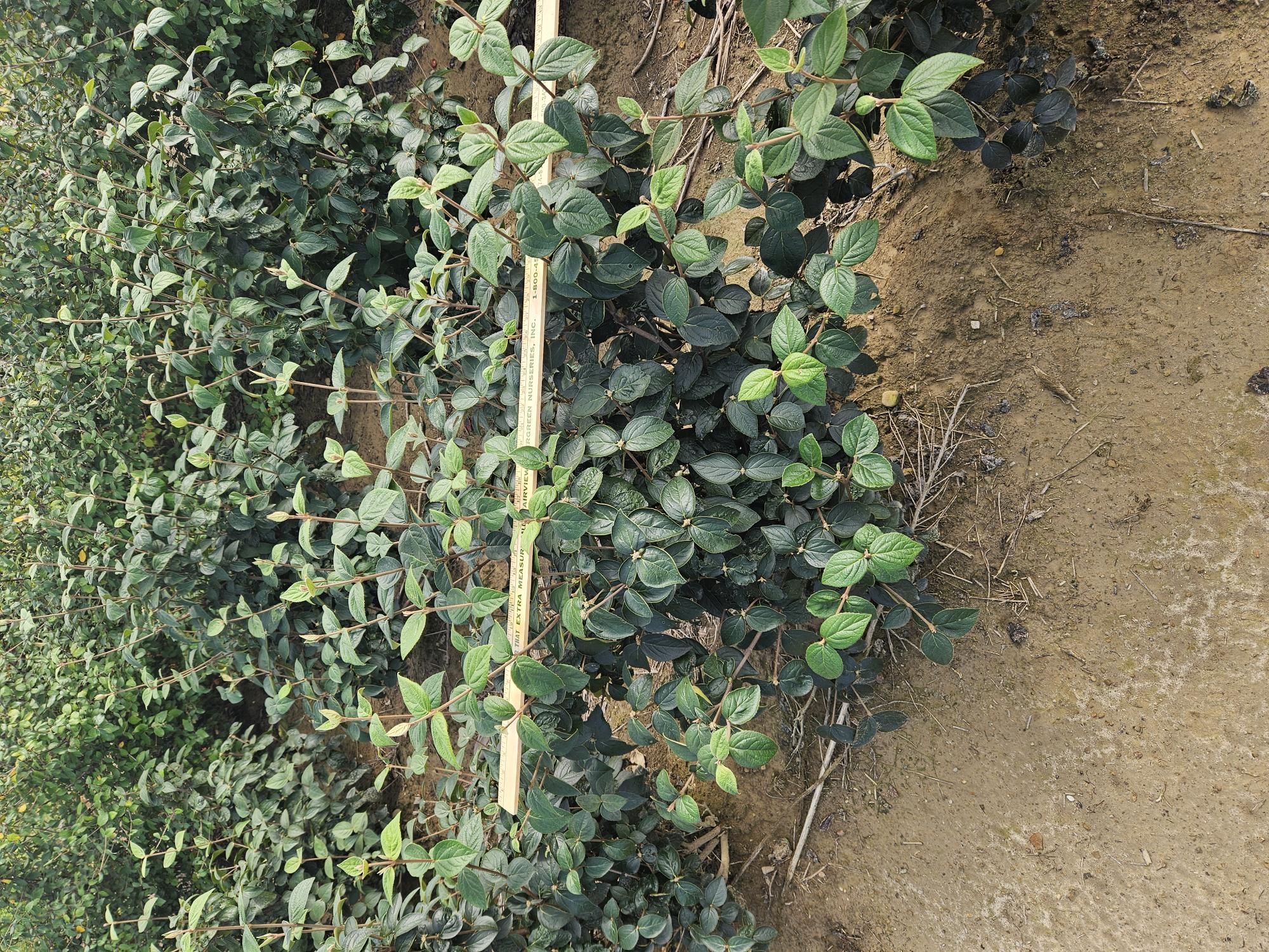 Viburnum Juddi 3ft 2 8 26 24