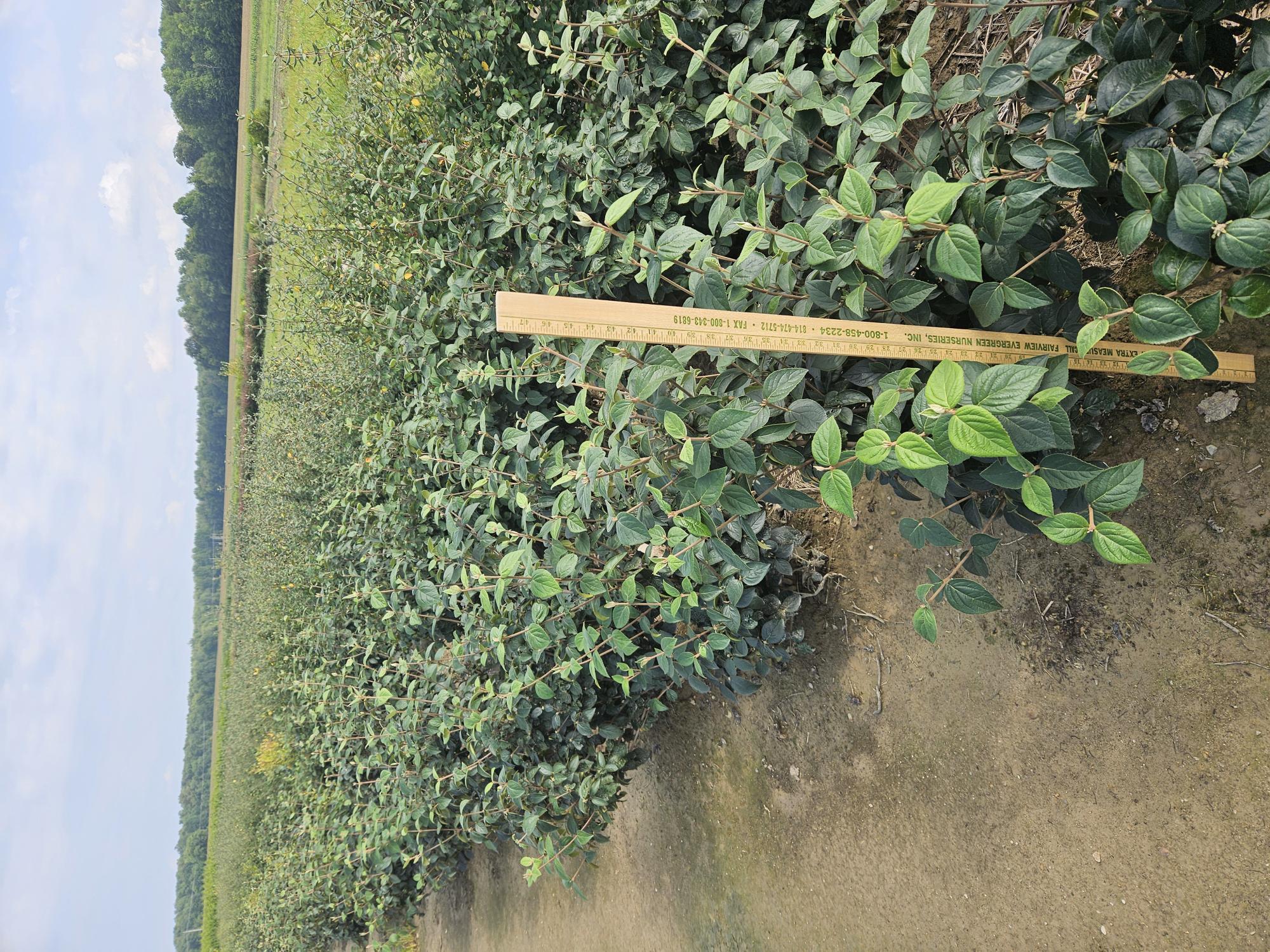 Viburnum Juddi 3ft 8 26 24