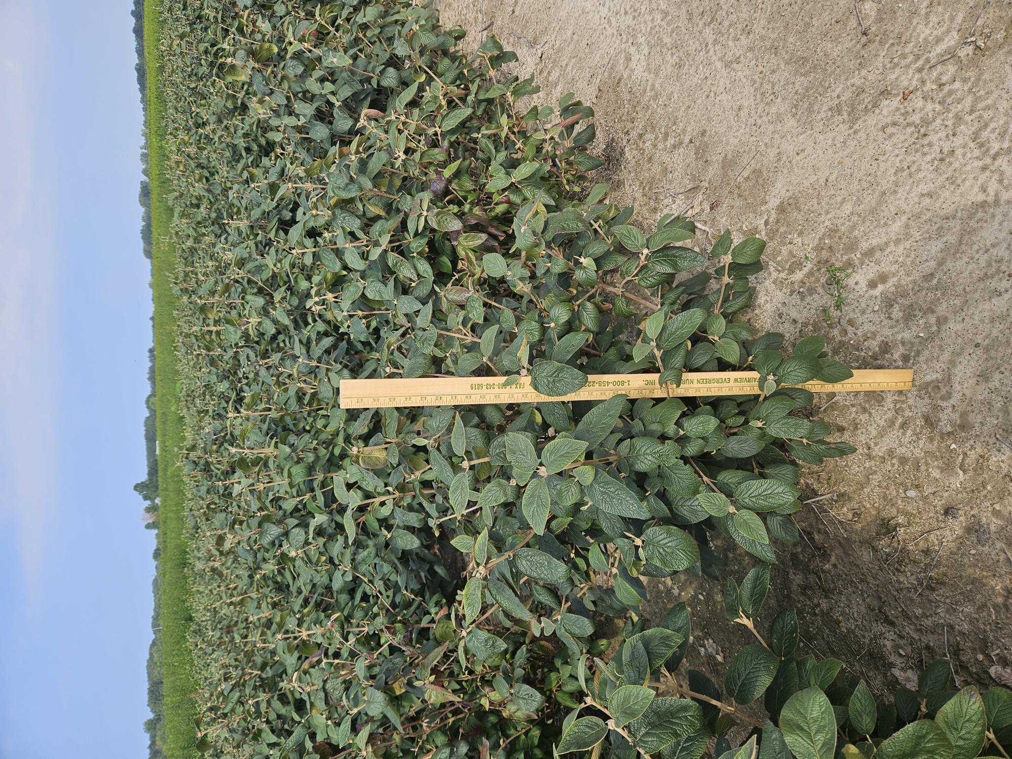 Viburnum Mohican 3ft 8 26 24