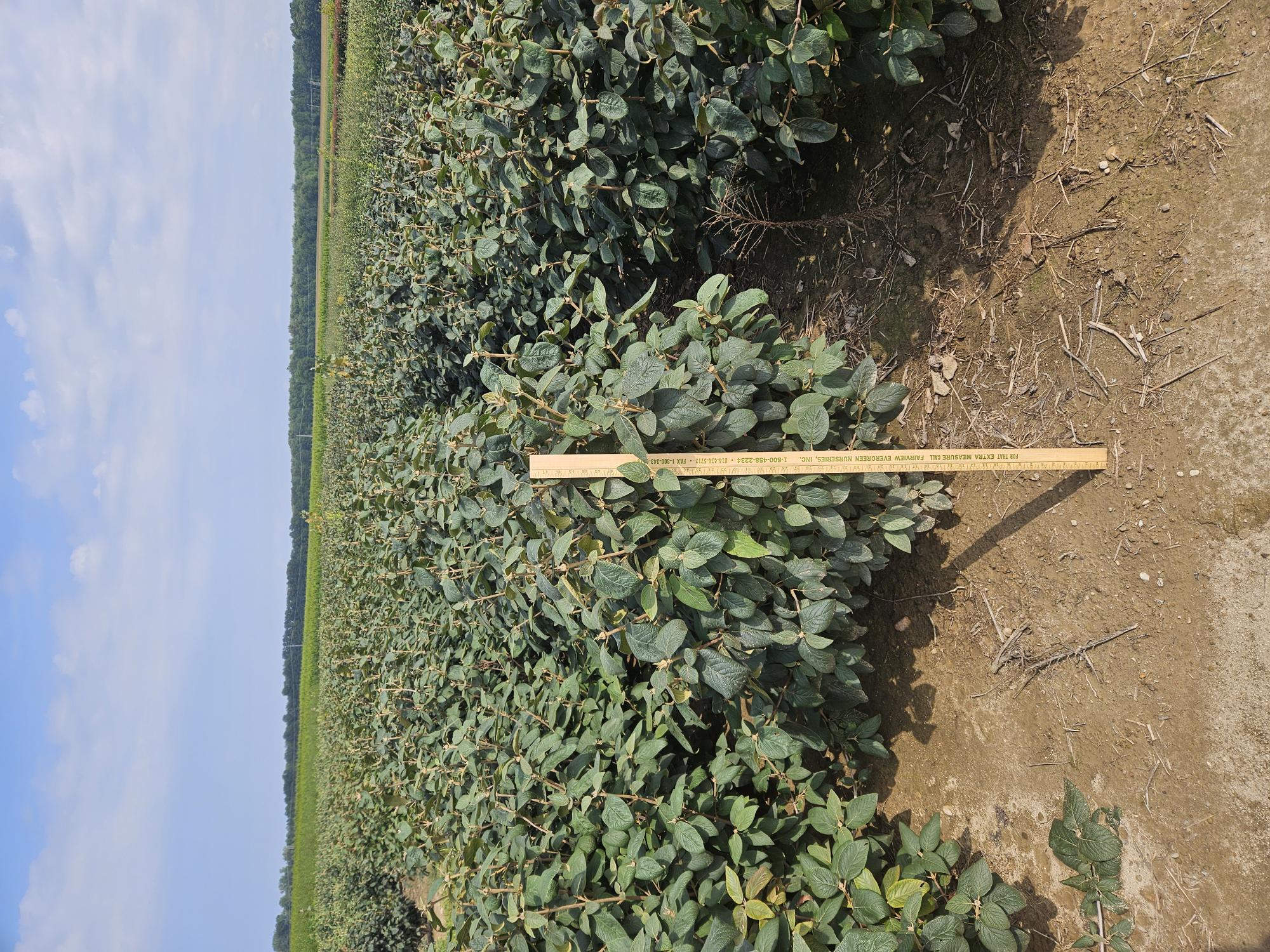 Viburnum Mohican 4ft 2 8 26 24