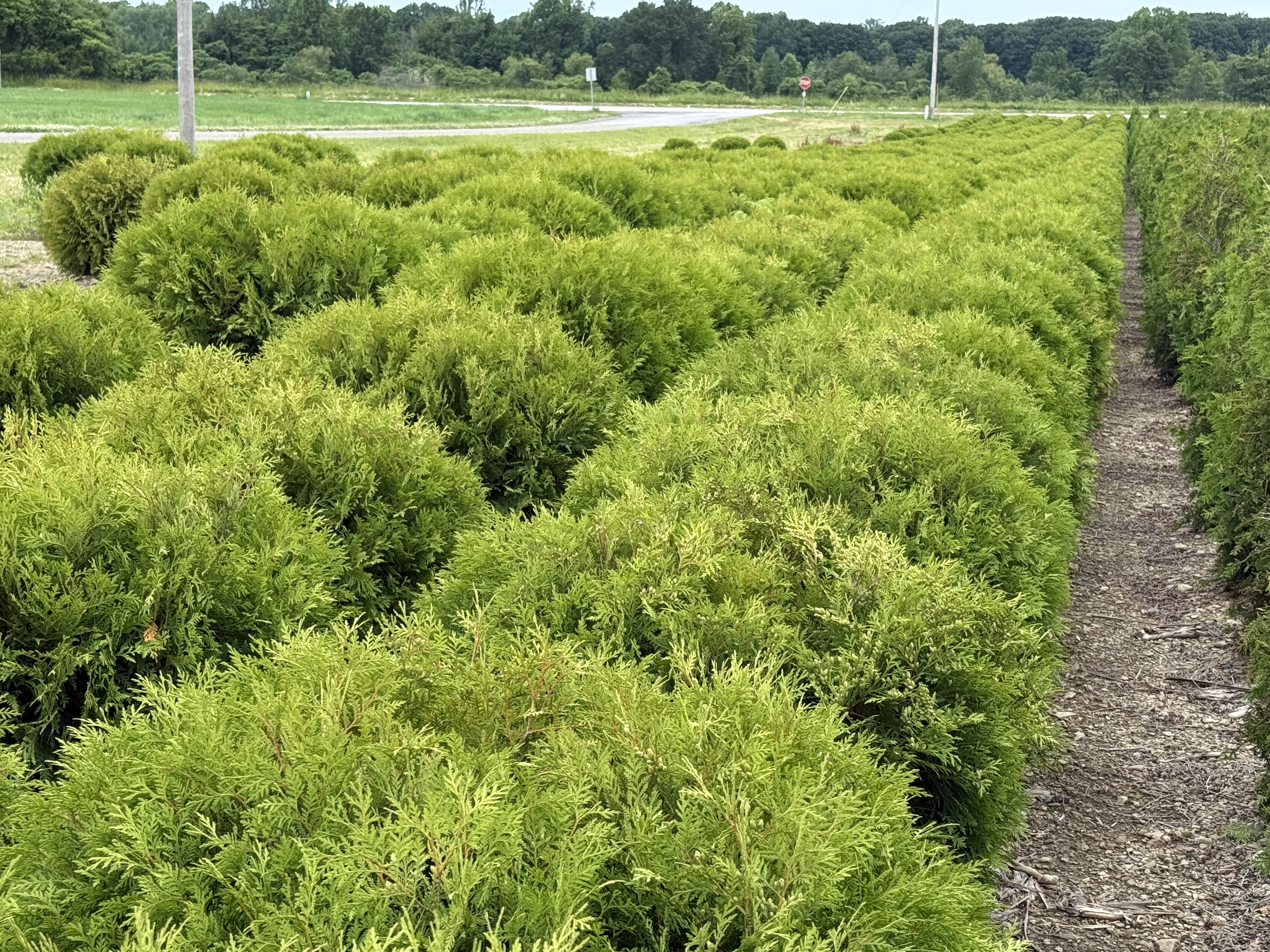 Woodward Hall West 6.19.25