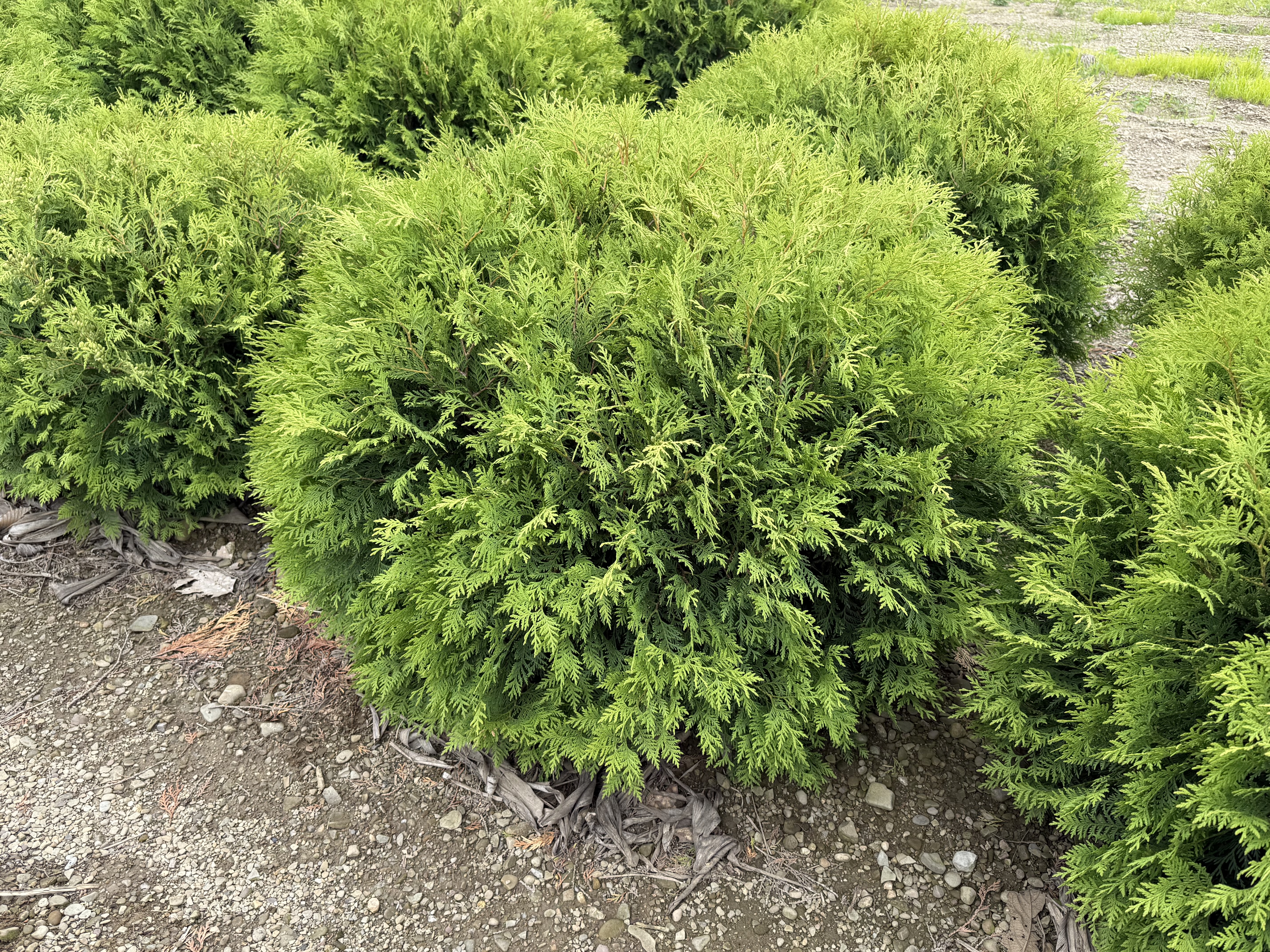 woodward hall west 1 6.19.25